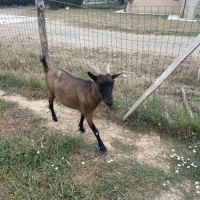 Bouc nain 2 ans #1