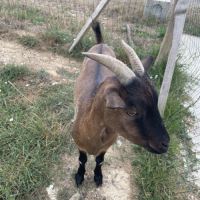 Bouc nain 2 ans