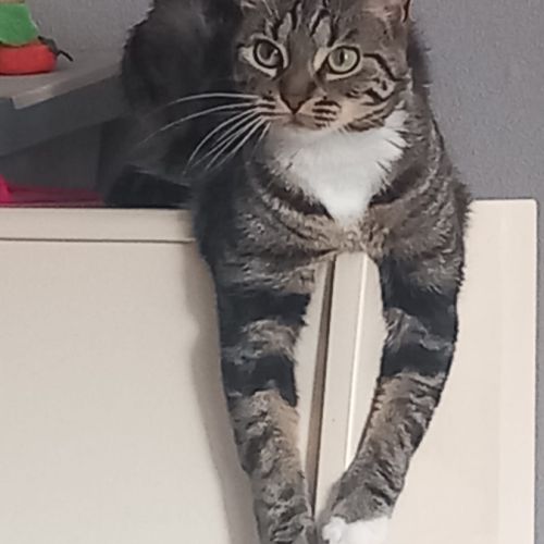 Prunelle cherche ses adoptants #5