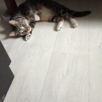 Prunelle cherche ses adoptants #1