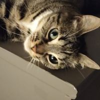 Prunelle cherche ses adoptants