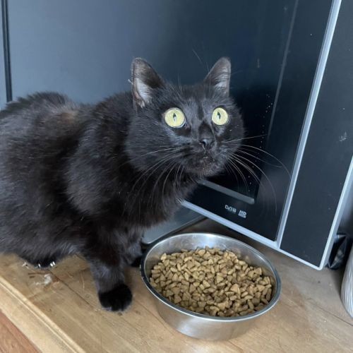 Billy à l’adoption, #1