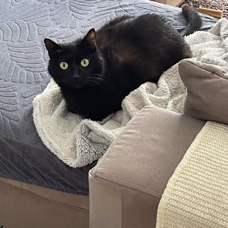 Billy à l’adoption, #4