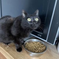 Billy à l’adoption, #1