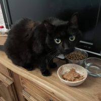 Billy à l’adoption, #2