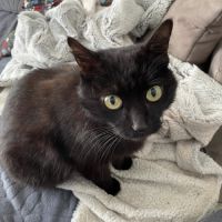 Billy à l’adoption, #0