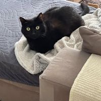 Billy à l’adoption, #4