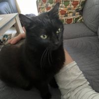 Billy à l’adoption, #5