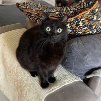 Billy à l’adoption, #6