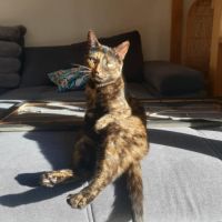 Mia à l’adoption,