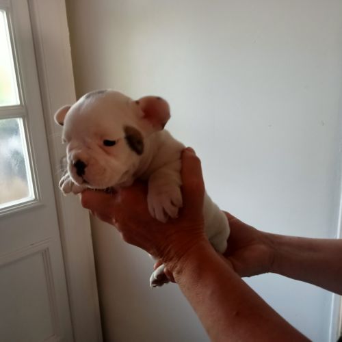 Très jolie bébé bouledogue français lof #0