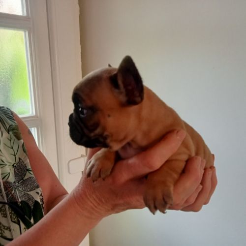 Très jolie bébé bouledogue français lof #3