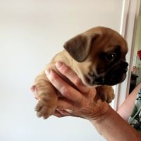 Très jolie bébé bouledogue français lof #2
