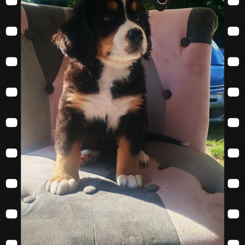 Chiot type bouvier bernois #1