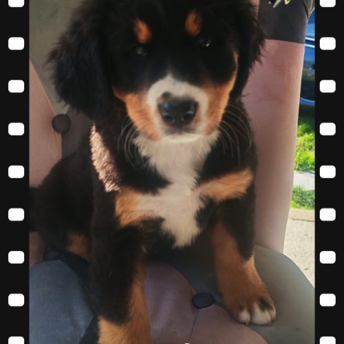 Chiot type bouvier bernois #4