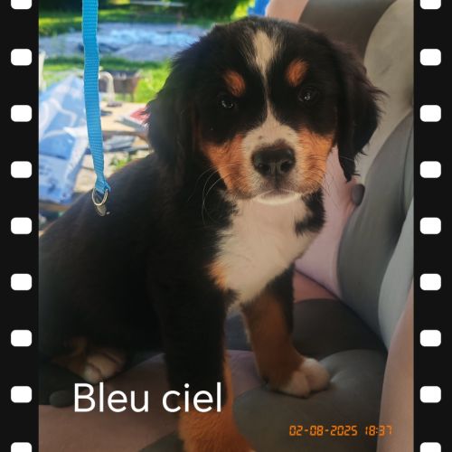 Chiot type bouvier bernois #5