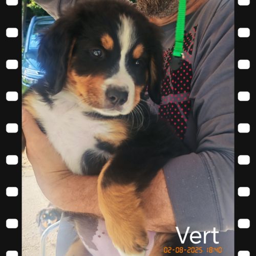 Chiot type bouvier bernois #6