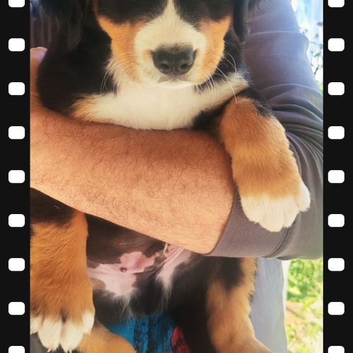 Chiot type bouvier bernois #9