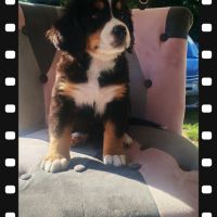 Chiot type bouvier bernois #1