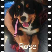 Chiot type bouvier bernois #2