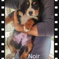 Chiot type bouvier bernois #3