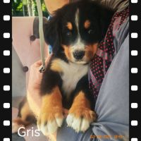 Chiot type bouvier bernois #7