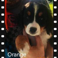 Chiot type bouvier bernois