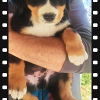 Chiot type bouvier bernois #9