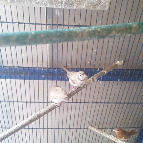 Donne coqs pekins et sylkies #1