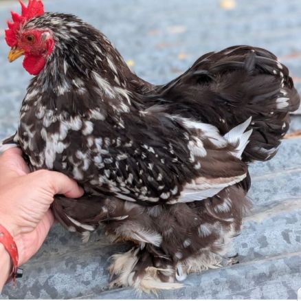 Donne coqs pekins et sylkies #0