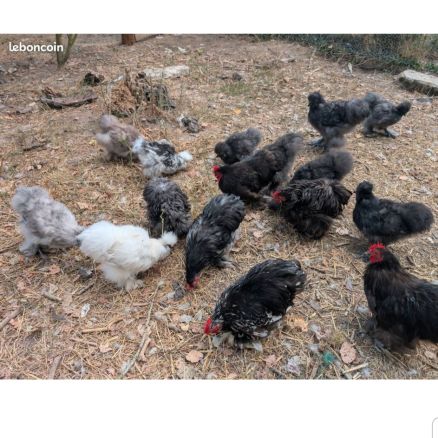 Donne coqs pekins et sylkies #3