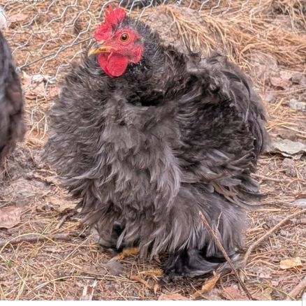 Donne coqs pekins et sylkies #4