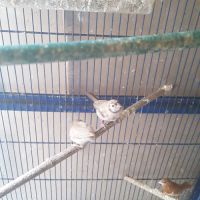 Donne coqs pekins et sylkies #1