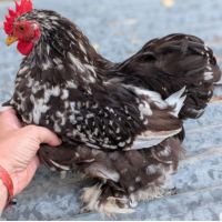 Donne coqs pekins et sylkies