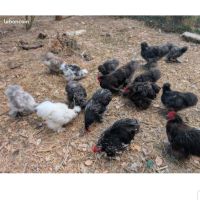 Donne coqs pekins et sylkies #3