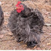 Donne coqs pekins et sylkies #4