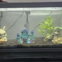 Recherche crevette/ guppys