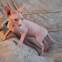 Chat sphynx male loof