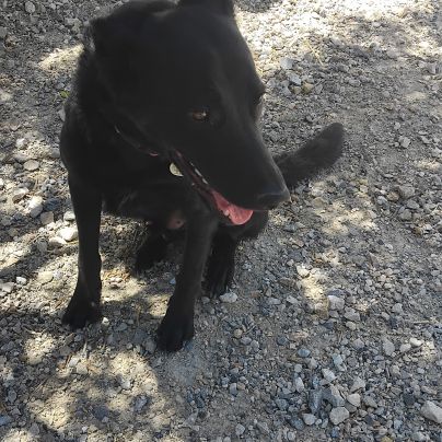 Border x beauceron à adopter #2