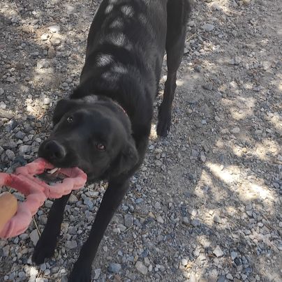 Border x beauceron à adopter #3