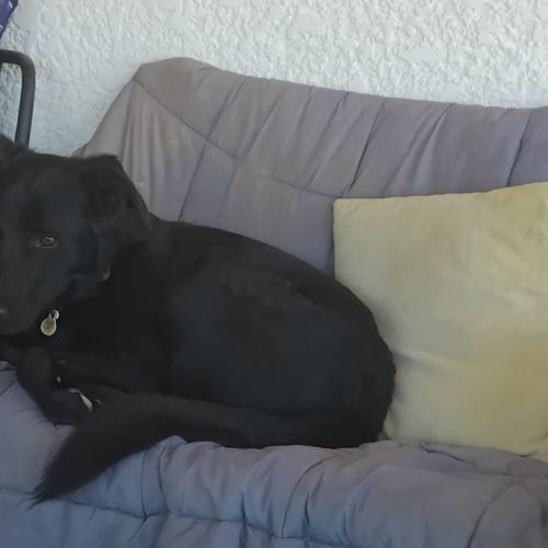 Border x beauceron à adopter #4