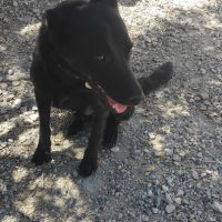 Border x beauceron à adopter #2