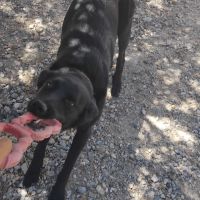 Border x beauceron à adopter #3