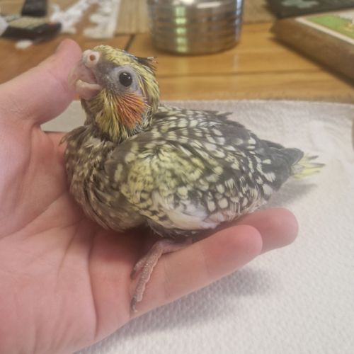 Calopsitte élevé à la main #1