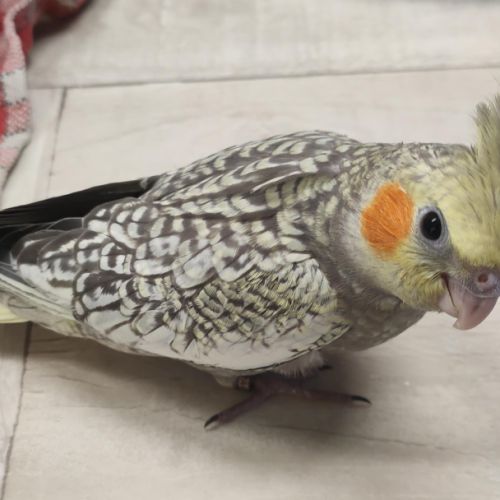 Calopsitte élevé à la main #2