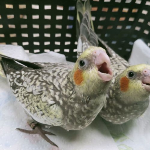 Calopsitte élevé à la main