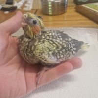 Calopsitte élevé à la main #1