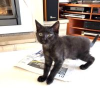 Chaton 3 mois noir #1