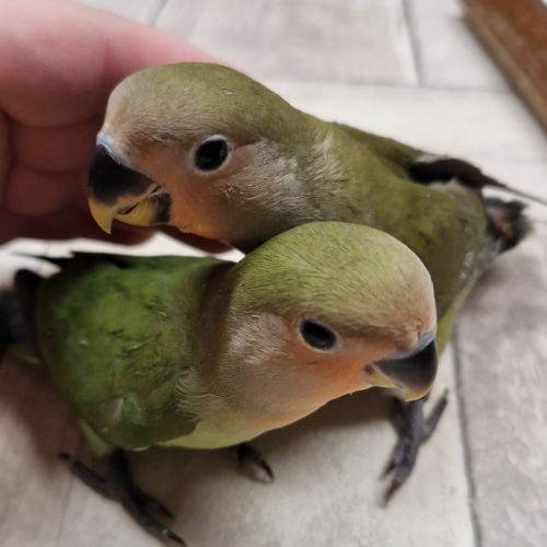 Inséparable élevé à la main