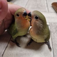 Inséparable élevé à la main #1